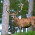 Red Deer (Cervus elaphus) Forèt de Freyr, Belgium
